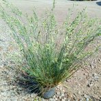 Kostrava sivá (Festuca glauca) - kont. P12